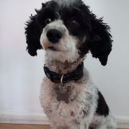 Callie - Poodle