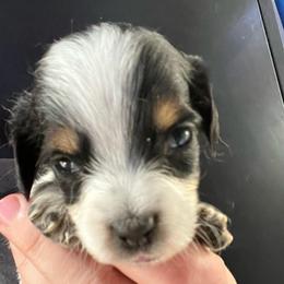 Lollipop - Piebald female Dachshund puppy in Bigfork, Minnesota from Dachshunds Up North