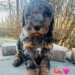 Ruby - Merle female Bernedoodle puppy in Sherman, Illinois from Shirl Doodle Life
