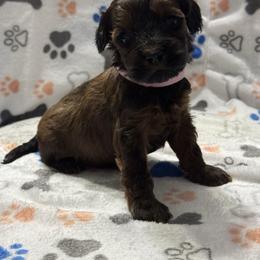 Pink - Sable female Cockapoo puppy in Lancaster, Kentucky from Dream Paws Puppies, LLC