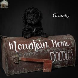 Grumpy - Black male Australian Labradoodle puppy in Cashmere, Washington from Mountain Home Doodles
