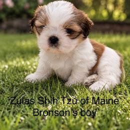 Boy 1 - Cream and white male Shih Tzu puppy in Augusta, Maine from Zulas Shih Tzu of Maine