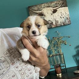 Tulip - Red female Pembroke Welsh Corgi puppy in Chino Valley, Arizona from Blecker Kennel