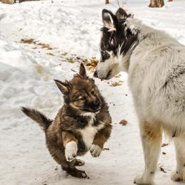 Native American Indian Dog Puppies from Seven Sisters Canids