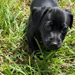 Betsy - Black female American Hunt Terrier puppy in Clearwater, Florida from Paradise Bay Hunt Terriers