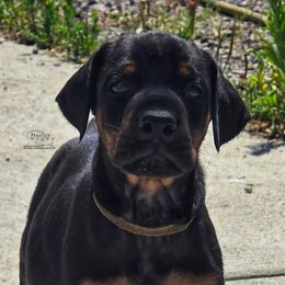 Garth - Black and rust male Doberman Pinscher puppy in China Township, Michigan from Snell's Superior Kennel Dobermann & GSP