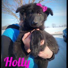 Holly - Black female German Shepherd puppy in Fort Jennings, Ohio from Von Holtzapple German shepherds