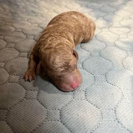 Boy 1 - Red  male Poodle puppy in Quitman, Mississippi from P&D Palace