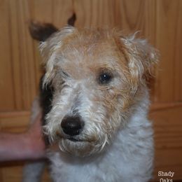 Pepper - Wire Fox Terrier