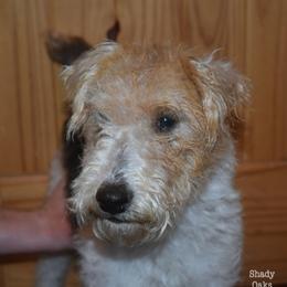 Pepper - Wire Fox Terrier