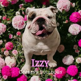 Izzy - Bulldog