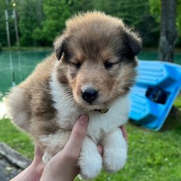 Girl - Yellow Collar - Sable and white female Collie puppy in Boonville, Indiana from M&J Country Kennels