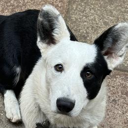 Cardigan Welsh Corgis and Pembroke Welsh Corgis from All Star Corgis