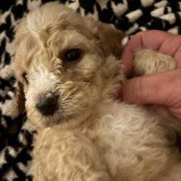 Snowflake - white collar female - Parti female Goldendoodle puppy in Eunice, Louisiana from Maison De Pawz