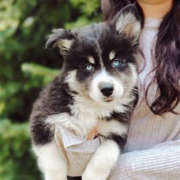 Kauai - Black and white male Pomsky puppy in Cleveland, Ohio from Lake Point Pomskies