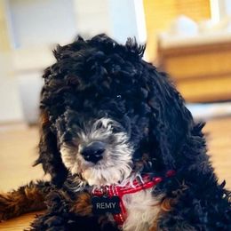 Bernedoodles from Palmer's Puppies