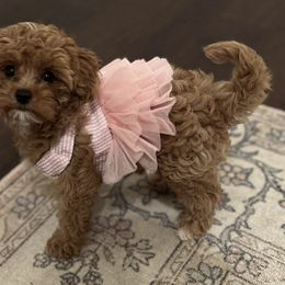 Assorted Doodle Crosses, Cavalier King Charles Spaniel, and Cavapoo Puppies from Cavapoochon Central