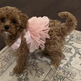 Assorted Doodle Crosses, Cavalier King Charles Spaniel, and Cavapoo Puppies from Cavapoochon Central