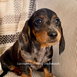 Male 3 - Dapple male Dachshund puppy in Elizabethtown, Kentucky from Lavender and Willow Dachshunds
