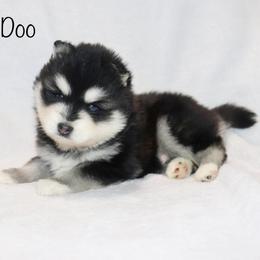 Toodle Doo - Black and white male Pomsky puppy in Denham Springs, Louisiana from Bayouland Pomskies