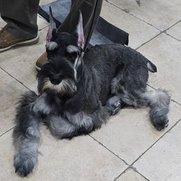 Giant Schnauzer Puppies from House of Roth Giant Schnauzers