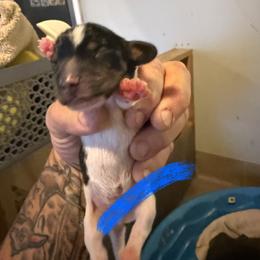 Boy 1 - Black and tan male Dachshund puppy in Paisley, Florida from Pantheon Dachshunds