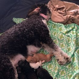 Bernedoodles from Ostrander, Ohio Mini Bernedoodles