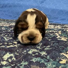 Jack - Liver white and tan male English Springer Spaniel puppy in Coeur D'alene, Idaho from Springer Hollow