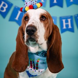 Basset Hound All Grown Up from Shauna Jones Family Basset Hounds