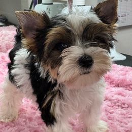 Tinker bell - Black tan and white female Biewer Terrier puppy in Tucson, Arizona from Great Scotts Biewers