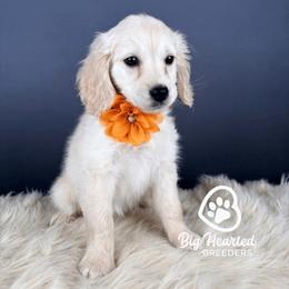 Girl 1 - female Companion Cross puppy in Utah County, Utah from Big Hearted Breeders