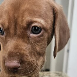Shih Tzus and Vizslas from Kevin Hastings