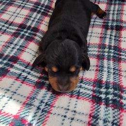 Pippys black and tan girl - Black and tan female Dachshund puppy in Barre, Massachusetts from Central Mass Dachshunds