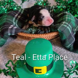 Teal - Etta Place - Black rust and white female Bernese Mountain Dog puppy in Marion, Indiana from Zarah's Bernese Mountain Dogs