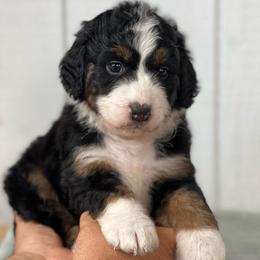 Bonbon - Black tri-color male Aussiedoodle puppy in Omro, Wisconsin from Crystal Ridge Doodles
