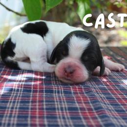 Cast - Black white and tan female English Springer Spaniel puppy in Barnstead, New Hampshire from C & S Farms
