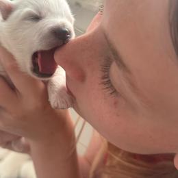 Girl 1 - White female Japanese Spitz puppy in Sebastopol, California from IMag Japanese Spitz