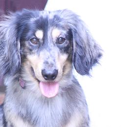 Greer - Dachshund
