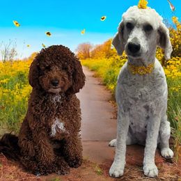 Goldendoodle puppies from Ds_minidoodles