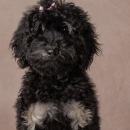 Poodle Puppies from Horse Creek Valley Ranch