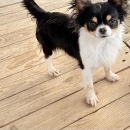 Minka - Chihuahua