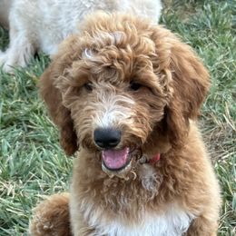 Goldendoodle Puppies from Pomegranate Doodles