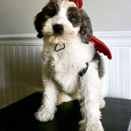 Mint Chocolate Chip - Parti female Goldendoodle puppy in Taylorsville, North Carolina from Heartfelt Doodles