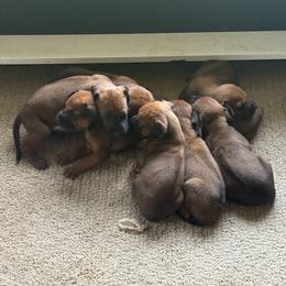 Girl 2 - Rd whtn blk nose female Rhodesian Ridgeback puppy in Greenville, Ohio from Masai's Pride Rhodesian Ridgbacks