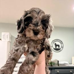 Alanis - Merle female Cockapoo puppy in Denver, Pennsylvania from Greenview Puppies
