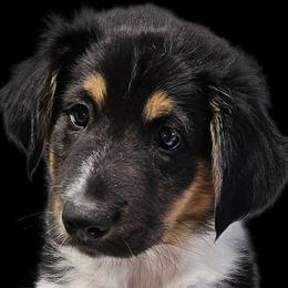 Ashgrove Thomas Jefferson - Black white and tan male Old Time Scotch Collie puppy in Berlin, Wisconsin from Ashgrove Farm