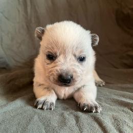Boy 1 - Blue male Australian Cattle Dog puppy in Irvington, Kentucky from Dry Valley’s Australian Cattle Dogs