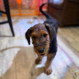 Birdie (Navy) - Black and tan female Airedale Terrier puppy in Akron, Ohio from Green Family Companion Kennel, LLC