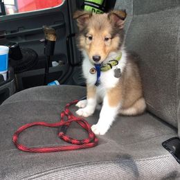 Collie Puppies from Rough Collie Studding