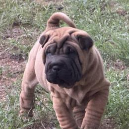Black collar - Red fawn male Chinese Shar-Pei puppy in Elkin, North Carolina from Martini Shar-Pei
